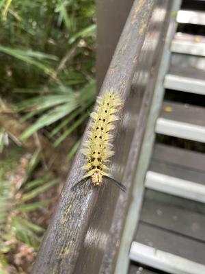 青黃枯葉蛾 台灣亞種