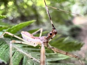 白斑素獵椿象 (六刺素獵椿象)