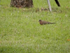 珠頸斑鳩