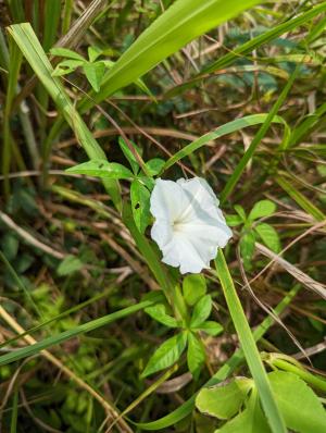 掌葉姬旋花