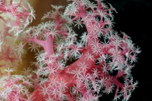 紫紅棘穗軟珊瑚