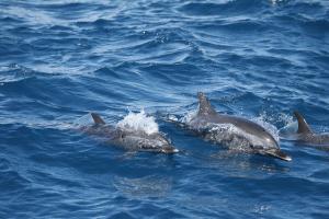 白色的吻端為熱帶斑海豚的特色之一
