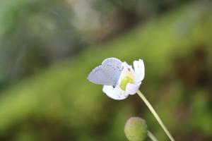 阿里山琉璃小灰蝶