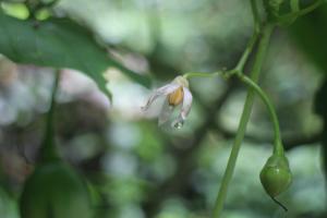 樹番茄