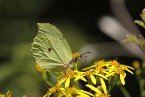 20090929_347345_Gonepteryx taiwana_a.jpg