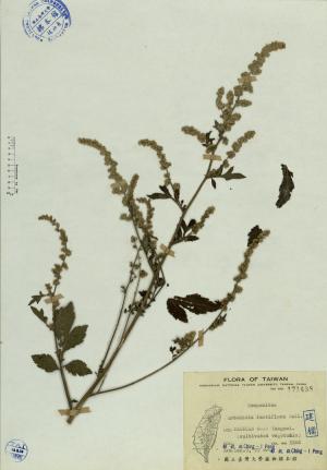 Artemisia lactiflora Wall._標本_BRCM 4215