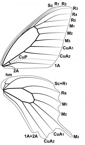 Papilio machaon 鳳蝶科翅脈脈相圖(黃鳳蝶為例)