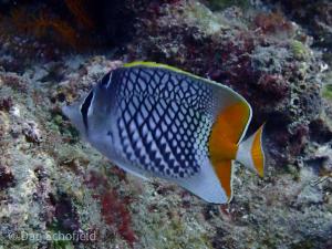 紅尾蝴蝶魚