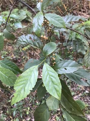 臺灣山桂花