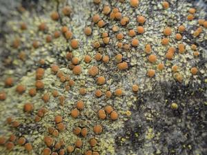 Caloplaca flavovirescens(黃綠橙衣)