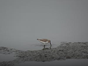 黑腹濱鷸