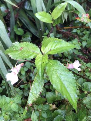 紫花鳳仙花