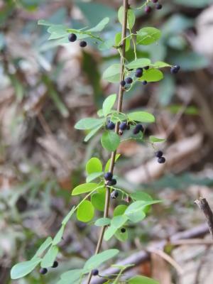 小果葉下珠、多花油柑、爛頭砵