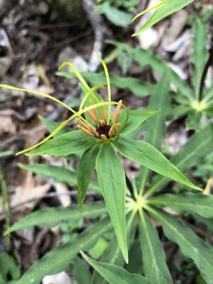 狹葉七葉一枝花