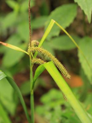 芒尖薹