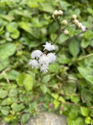 勝紅薊 (藿香薊)