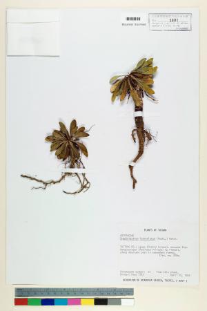 Crepidiastrum lanceolatum (Houtt.) Nakai_標本_BRCM 6647