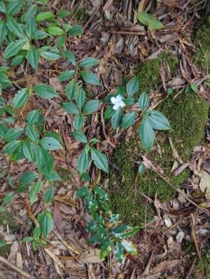 深山野牡丹