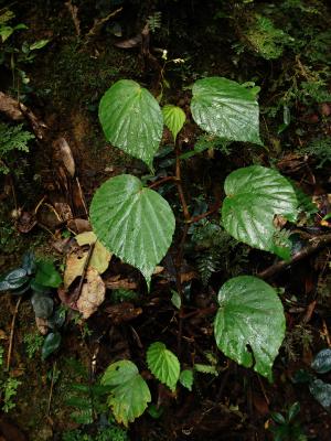 Begonia minutiflora Sands