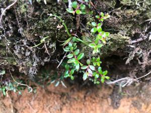 高山白珠樹