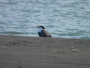 鳳頭燕鷗