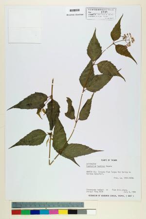 Eupatorium tashiroi Hayata_標本_BRCM 5688