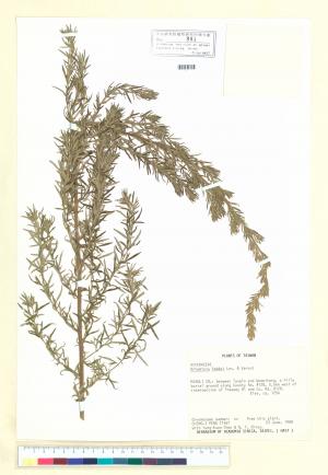 Artemisia feddei Lév. & Vaniot_標本_BRCM 7094