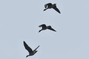 Eurasian White-fronted Goose