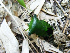 Rhynchocoris humeralis