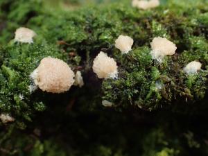 Tubifera corymbosa(繖序筒黏菌)