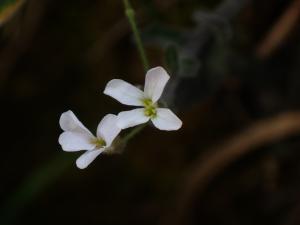 玉山筷子芥