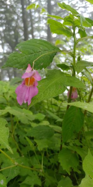 紫花鳳仙花