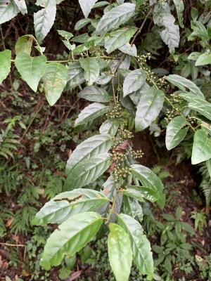 臺灣山桂花