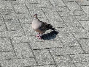 金背鳩