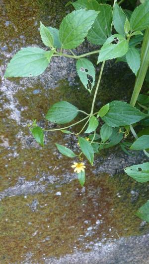 雙花蟛蜞菊