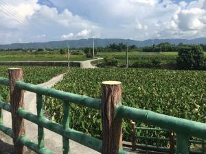 東干城芋頭田