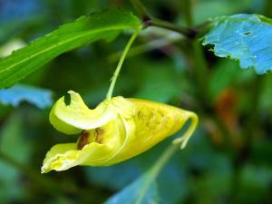 黃花鳳仙花