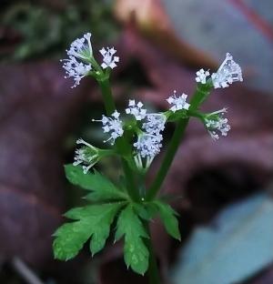 五葉山芹菜