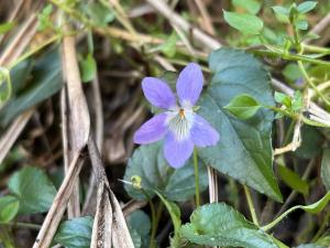 紫花菫菜