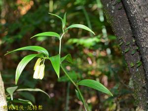 山寶鐸花