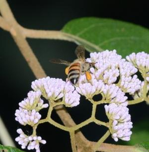 西方蜜蜂