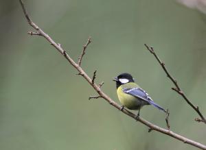 青背山雀