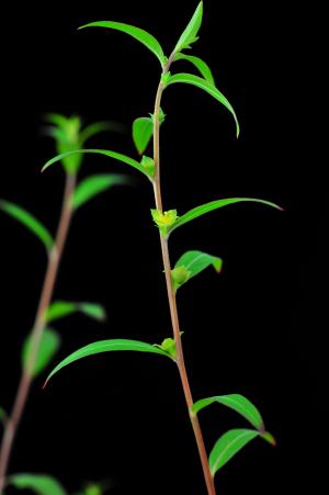 Ludwigia sphaerocarpa_BRCM 3423