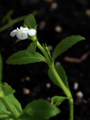 泥花草