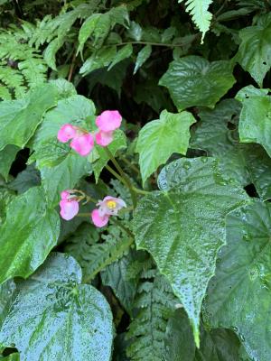 水鴨腳秋海棠