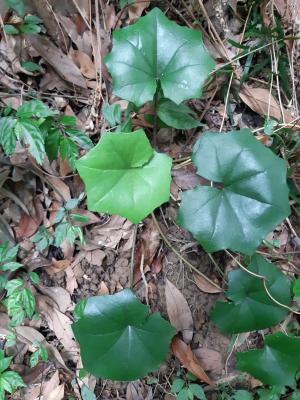 臺灣山菊