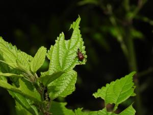 棕長頸捲葉象鼻蟲