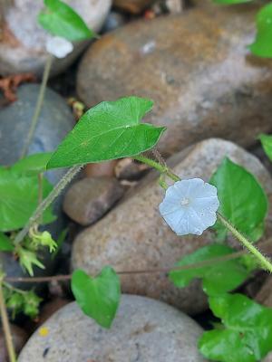 白花牽牛