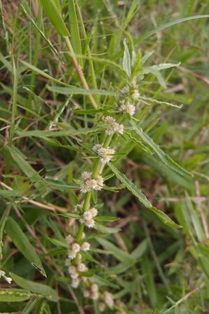 蝦鉗菜 (蓮子草 )