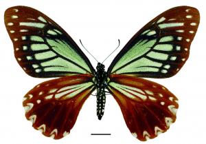Papilio agestor matsumurae Fruhstorfer, 1909 斑鳳蝶